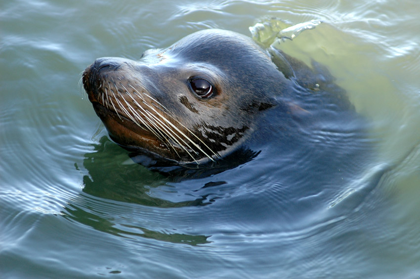Lachtan kalifornsk (California Sea Lion)