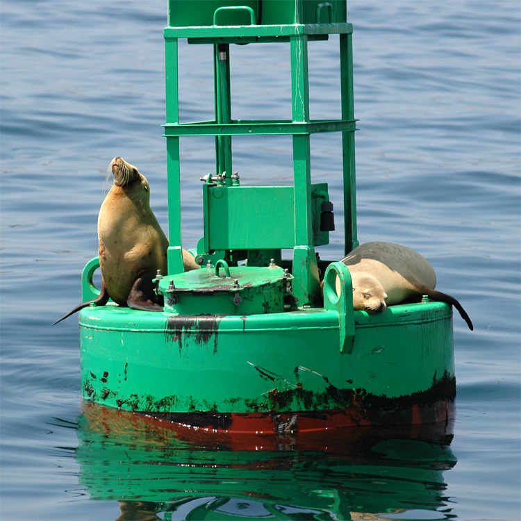 Lachtan kalifornsk (California Sea Lion)