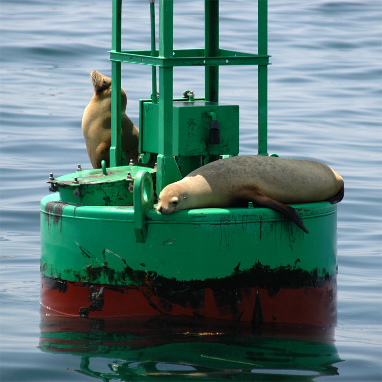 Lachtan kalifornsk (California Sea Lion)