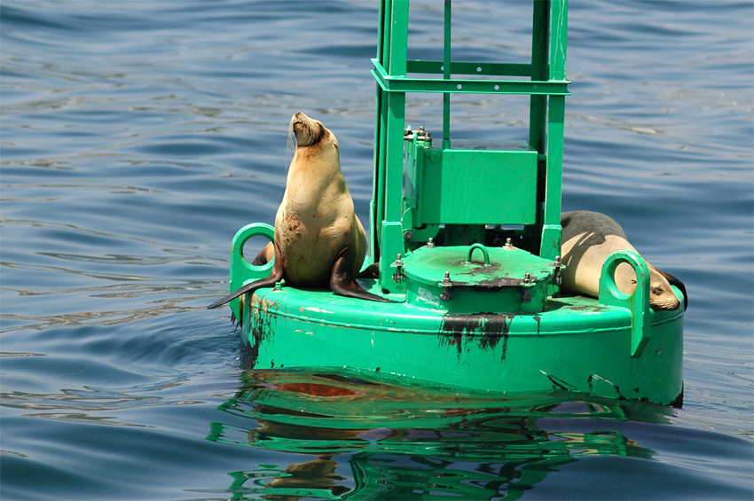 Lachtan kalifornsk (California Sea Lion)