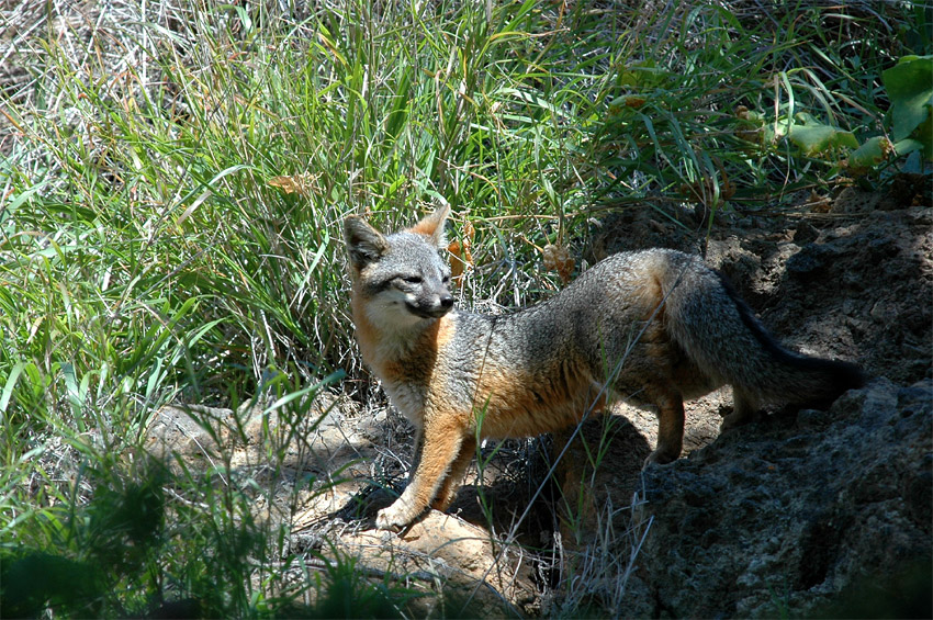 Lika ostrovn (Island Fox)