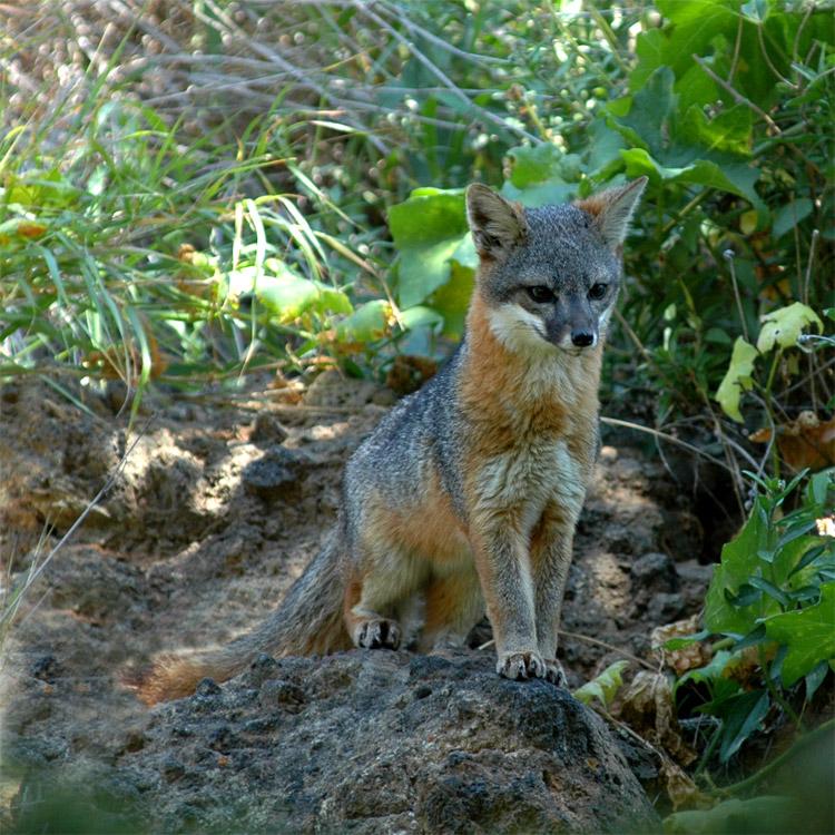 Lika ostrovn (Island Fox)