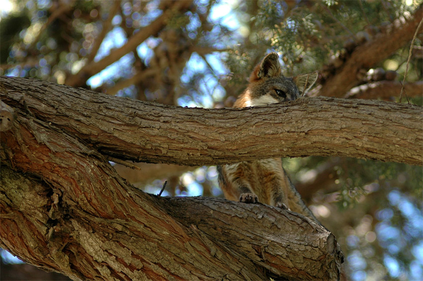 Lika ostrovn (Island Fox)