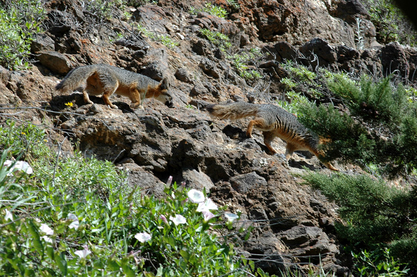 Lika ostrovn (Island Fox)