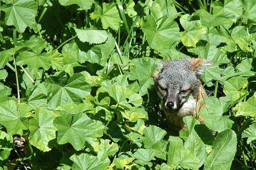 Lika ostrovn (Island Fox)