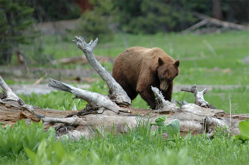 Medvd baribal (Black Bear)