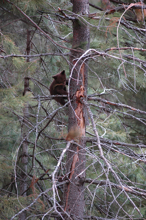 Medvd baribal (Black Bear)