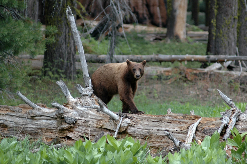 Medvd baribal (Black Bear)