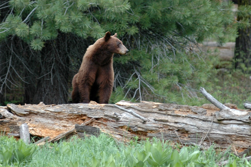 Medvd baribal (Black Bear)