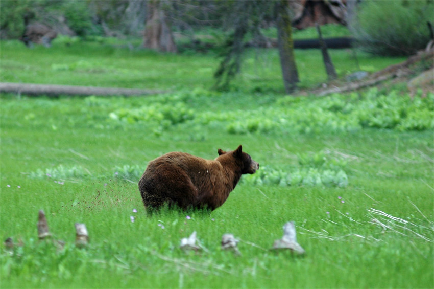 Medvd baribal (Black Bear)