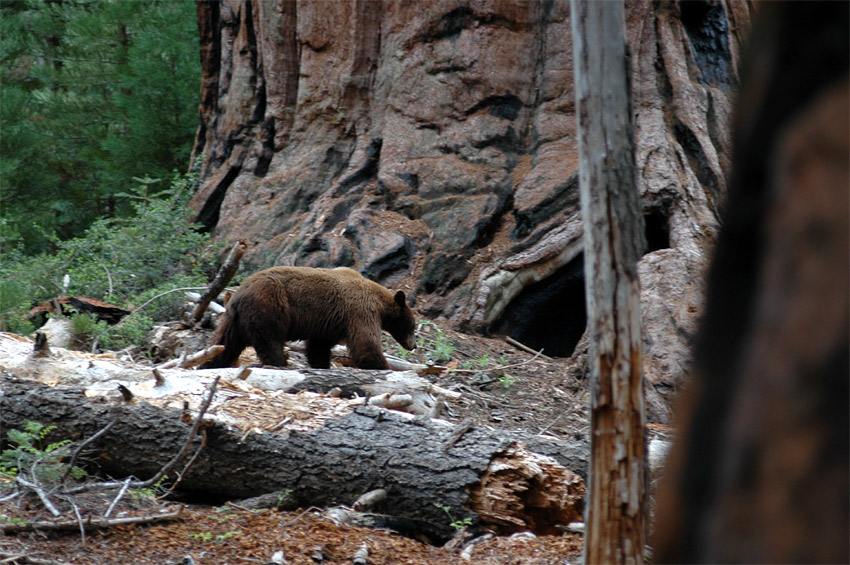 Medvd baribal (Black Bear)