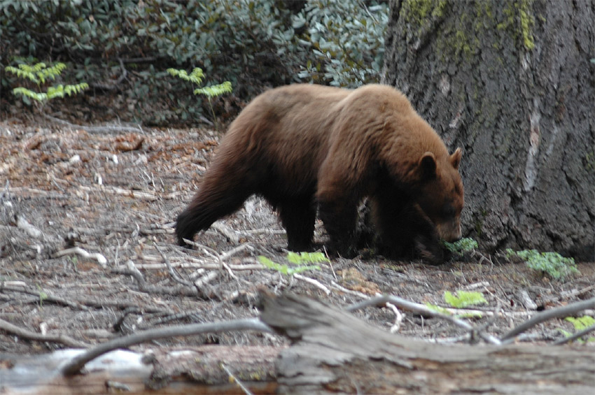 Medvd baribal (Black Bear)