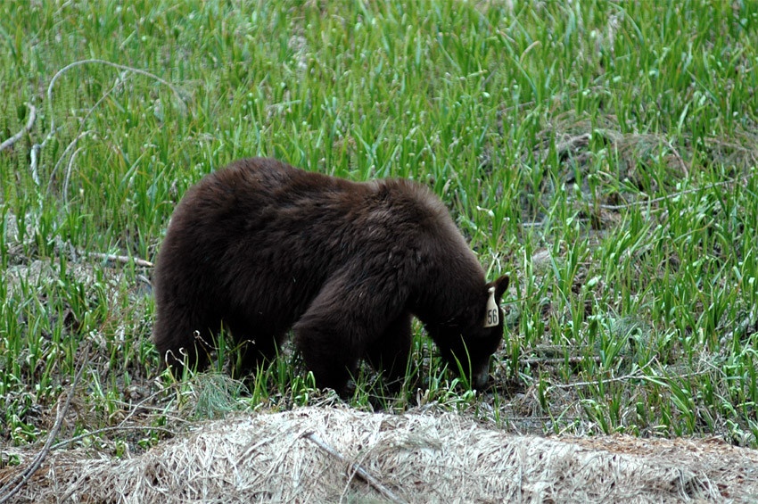Medvd baribal (Black Bear)