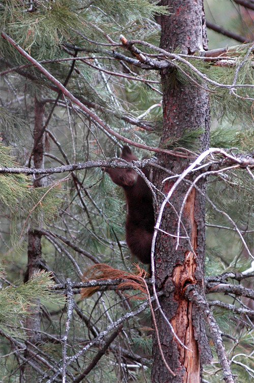 Medvd baribal (Black Bear)