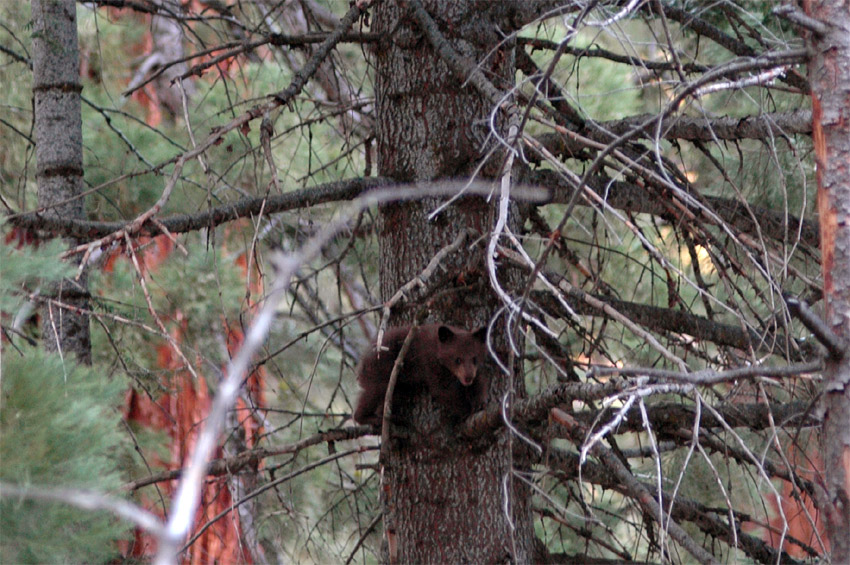 Medvd baribal (Black Bear)