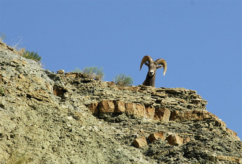 Ovce tlustoroh (Bighorn Sheep)