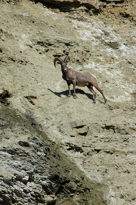 Ovce tlustoroh (Bighorn Sheep)