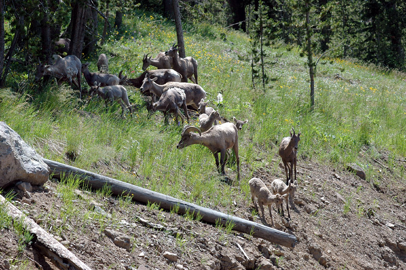 Ovce tlustoroh (Bighorn Sheep)