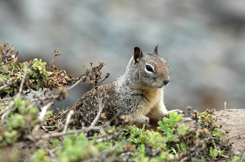 Sysel skaln (California Ground Squirrel)