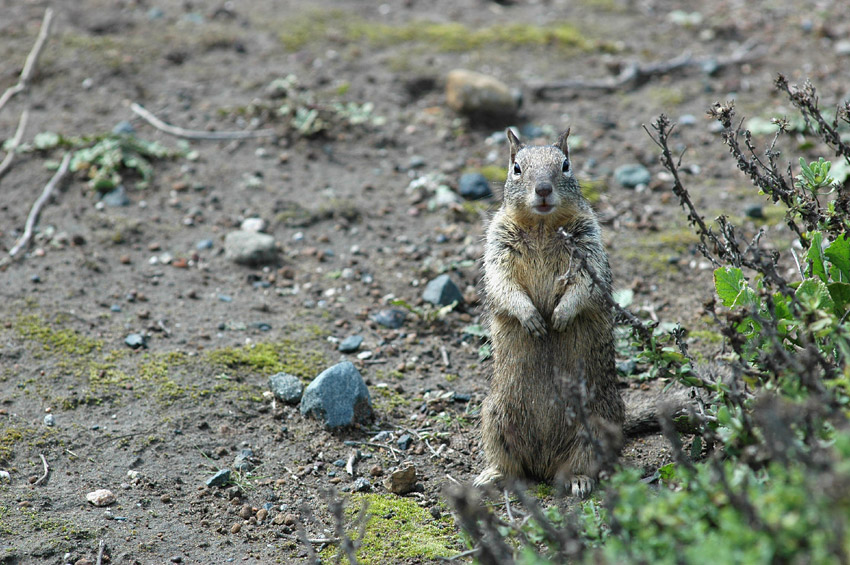 Sysel skaln (California Ground Squirrel)