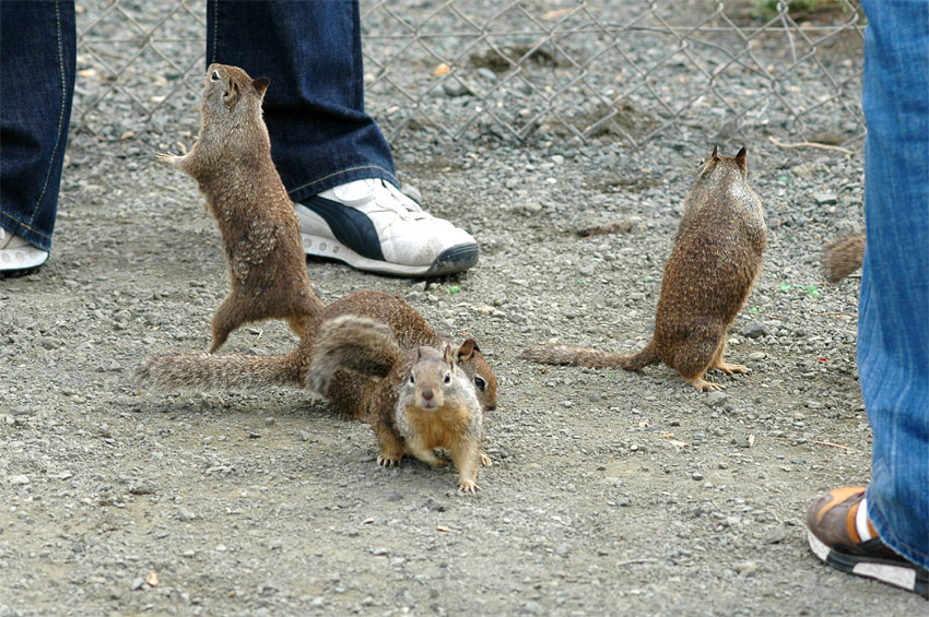 Sysel skaln (California Ground Squirrel)