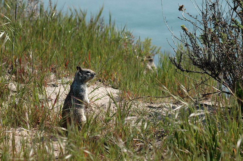 Sysel skaln (California Ground Squirrel)