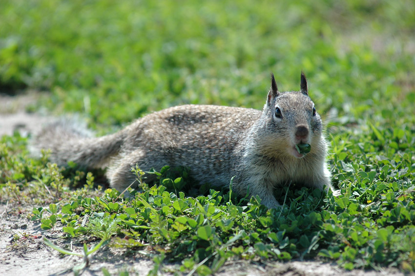 Sysel skaln (California Ground Squirrel)