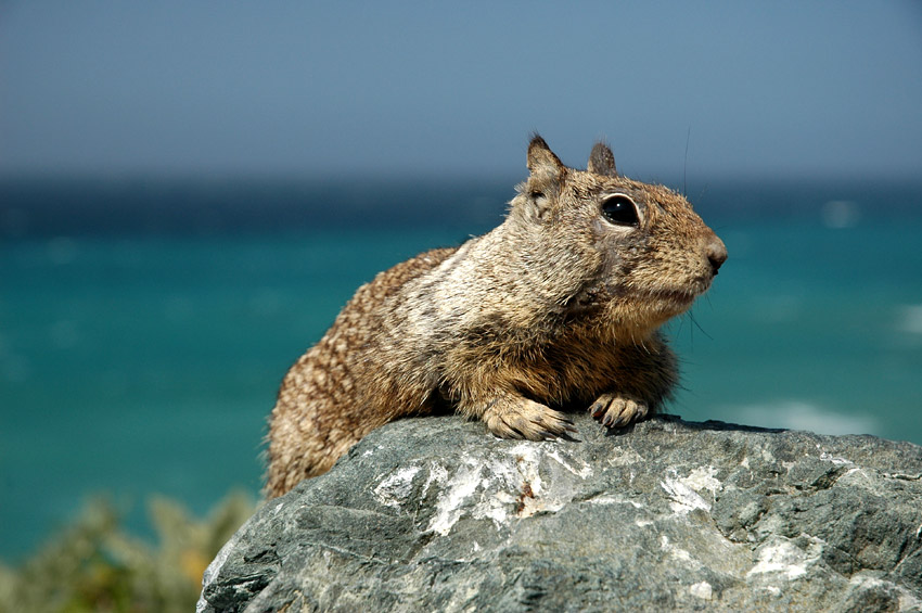 Sysel skaln (California Ground Squirrel)