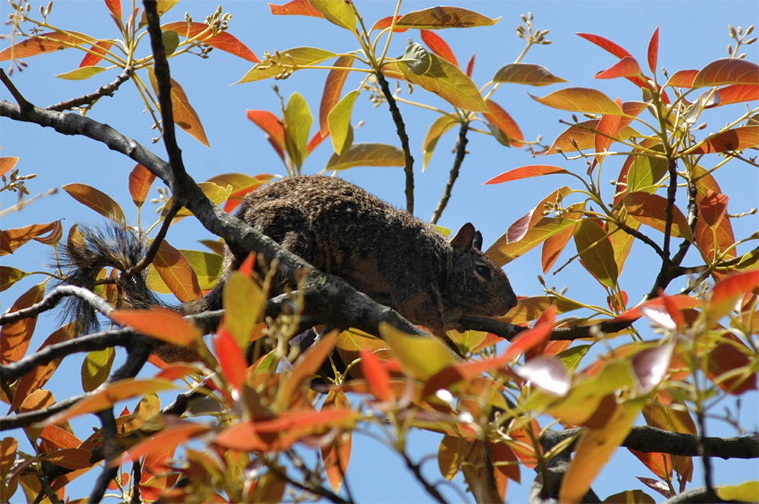 Sysel skaln (California Ground Squirrel)