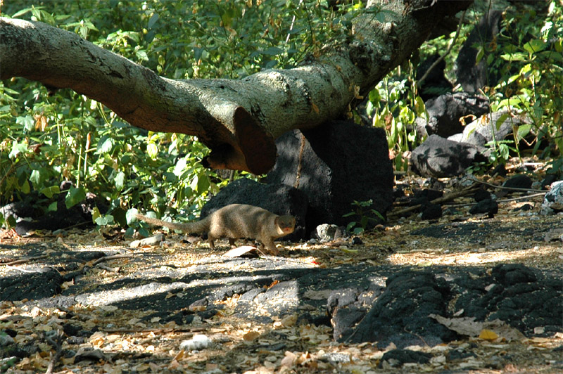 Promyka mal (Small Asian Mongoose)