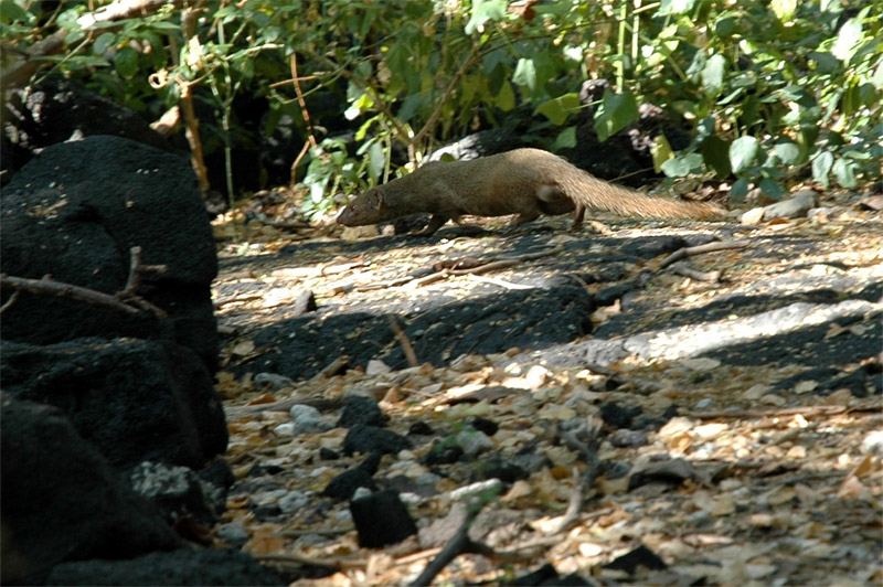 Promyka mal (Small Asian Mongoose)