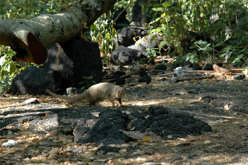 Promyka mal (Small Asian Mongoose)