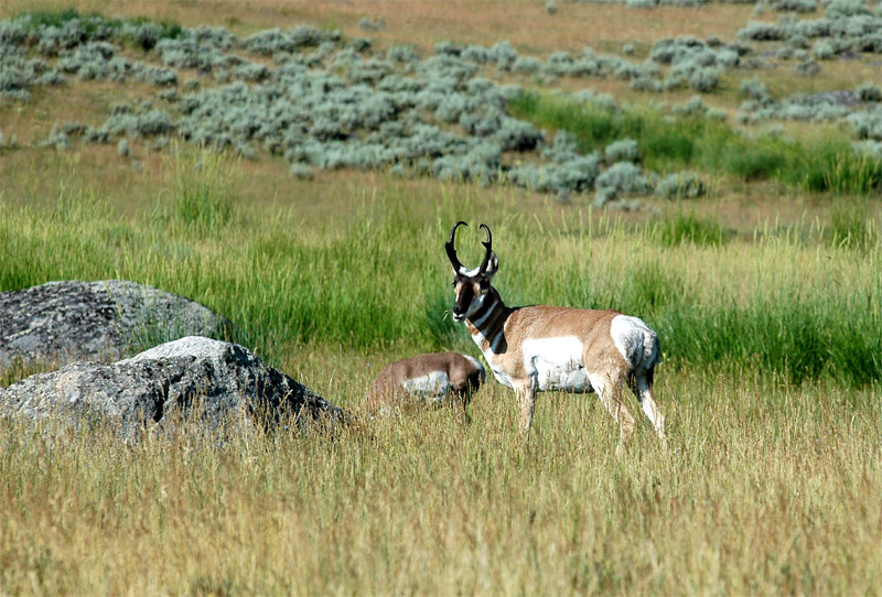 Vidloroh americk (Pronghorn)