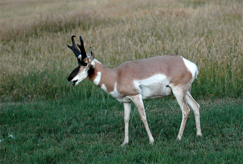 Vidloroh americk (Pronghorn)