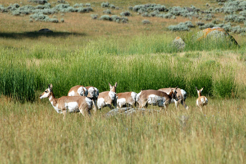 Vidloroh americk (Pronghorn)