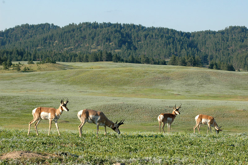 Vidloroh americk (Pronghorn)