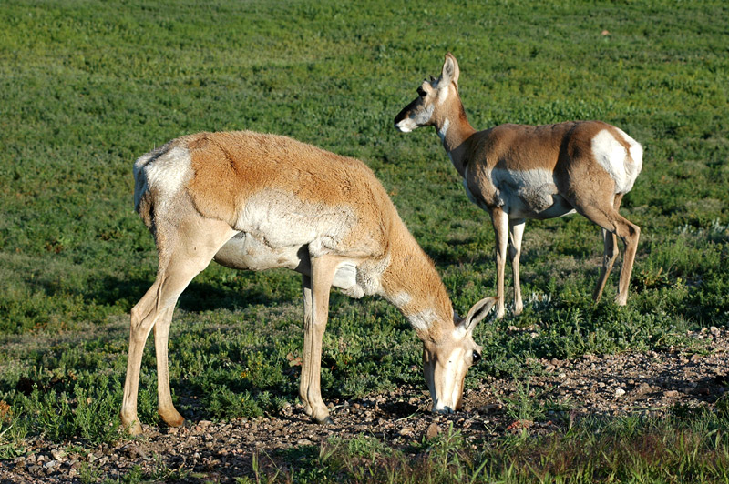 Vidloroh americk (Pronghorn)