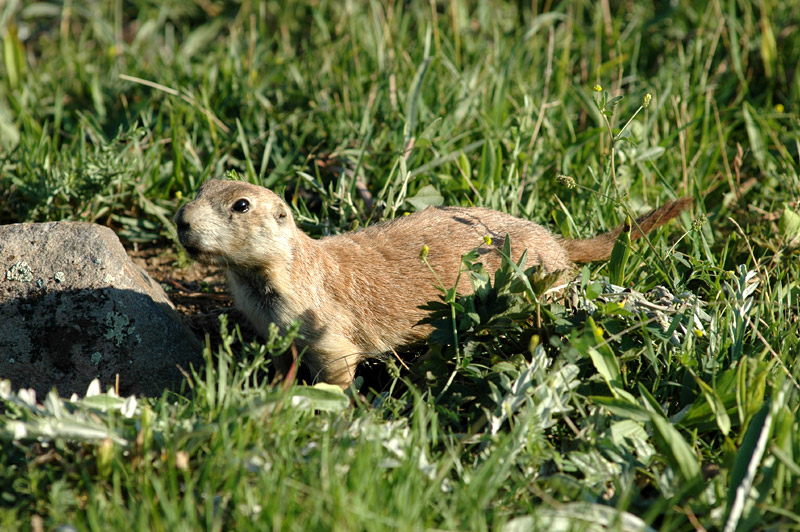 Psoun prriov (Prairie Dog)