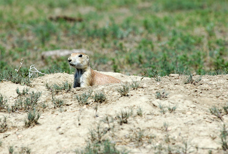 Psoun prriov (Prairie Dog)