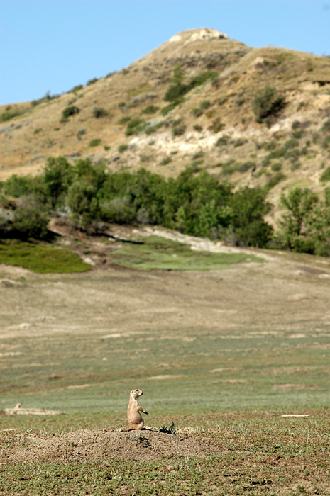 Psoun prriov (Prairie Dog)