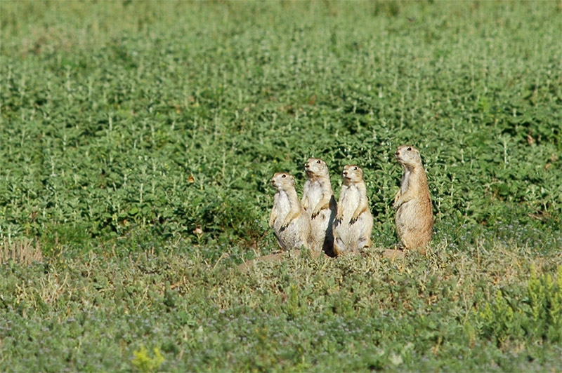 Psoun prriov (Prairie Dog)