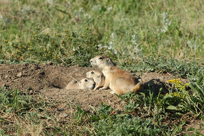 Psoun prriov (Prairie Dog)