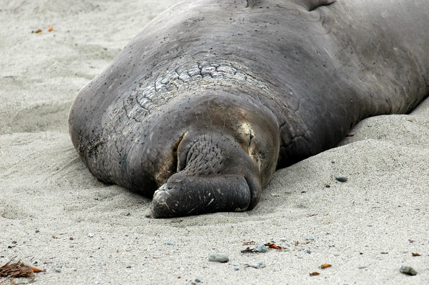 Rypou severn (Elephant Seal)