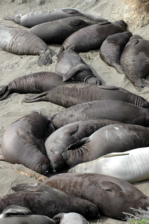 Rypou severn (Elephant Seal)