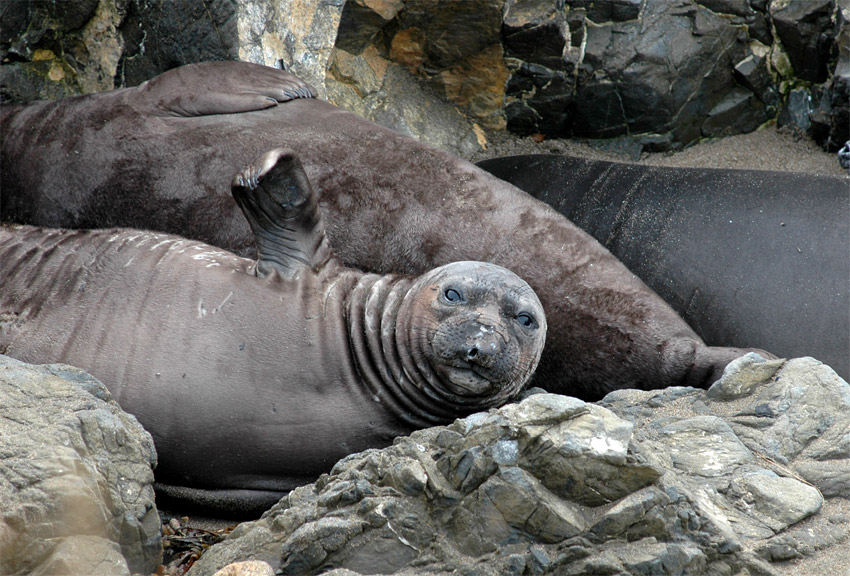 Rypou severn (Elephant Seal)