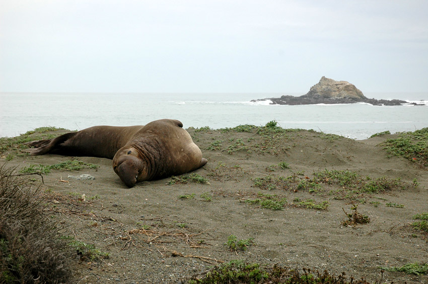 Rypou severn (Elephant Seal)