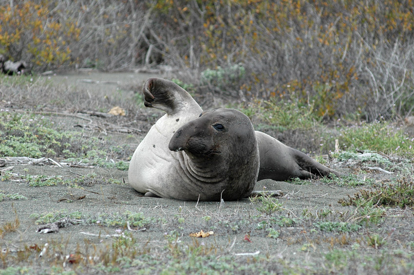 Rypou severn (Elephant Seal)