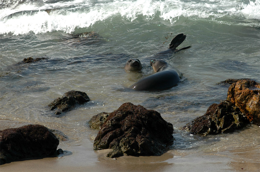 Rypou severn (Elephant Seal)