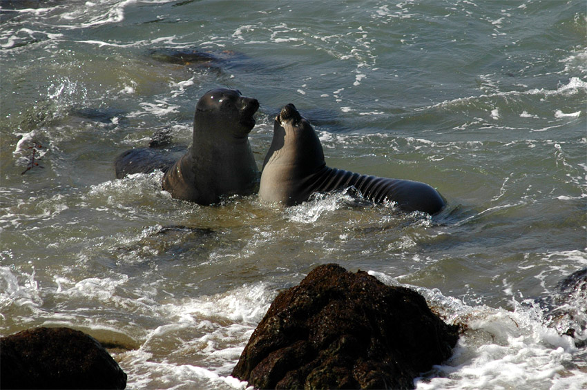 Rypou severn (Elephant Seal)