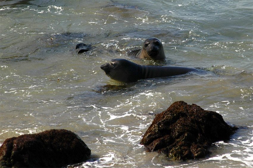 Rypou severn (Elephant Seal)